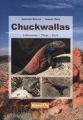 Chuckwallas