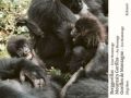 Berggorillas. Mountain Gorillas. Gorilles de Montagnes