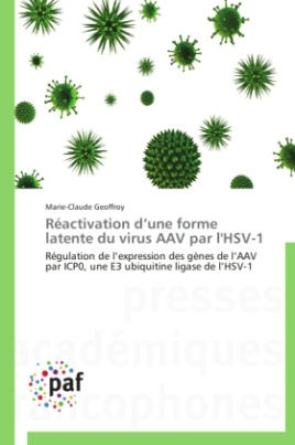 Réactivation d une forme latente du virus AAV par l'HSV-1