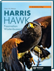 Harris Hawk