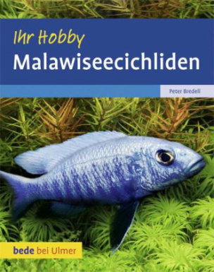 Malawiseecichliden